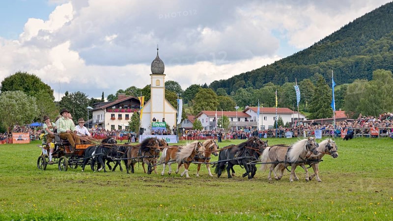 Ten-horse carriage with mini ponies from Neunburg vorm Wald in the Upper Palatinate