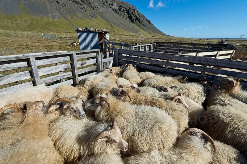 Sheep in a pen