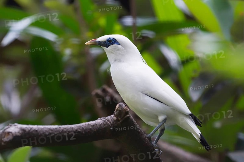 Bali Starling (Leucopsar rothschildi)