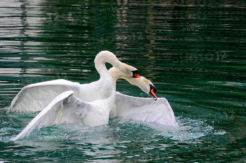 Two Mute Swans (Cygnus olor) fighting