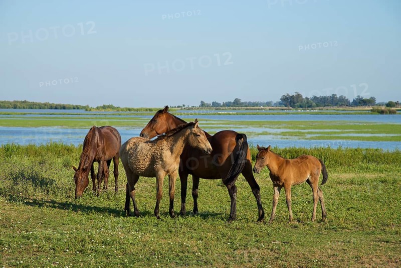 Wild horses in El Rocio