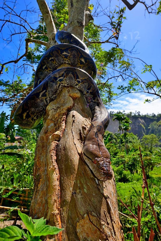 Reticulated python (Malayopython reticulatus)