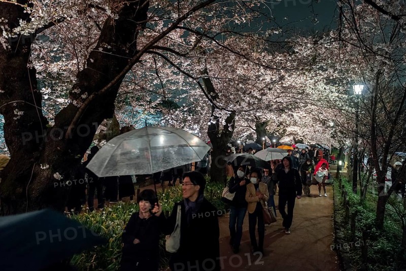 Tourists and Japanese under blossoming cherry foams at night