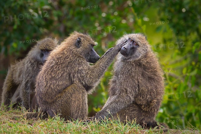 Two olive baboons (Papio anubis) mutual grooming