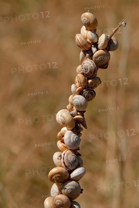 Accumulation of Mediterranean sand snails (Theba pisana) on dry stalk at summer rest