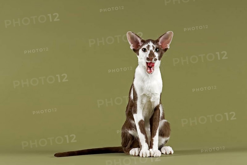 Oriental Shorthair cat