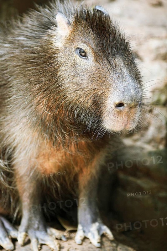 Capybara (Hydrochoerus hydrochaeris)