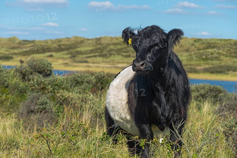 Belted Galloway