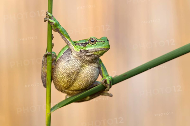 Tree frog (Hyla arborea)