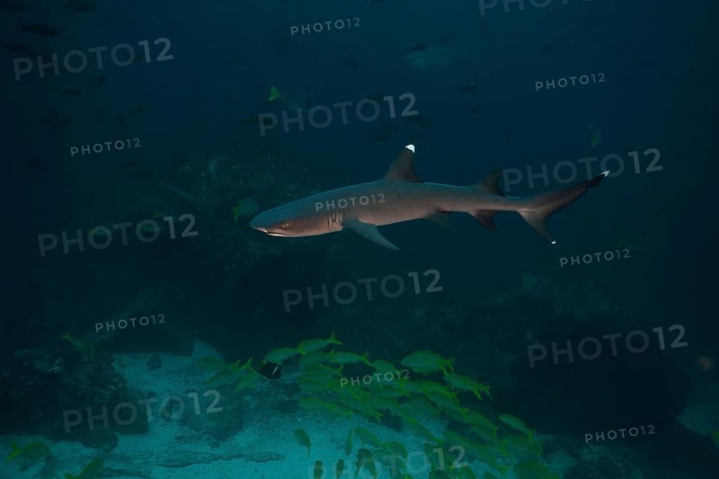 Whitetip Reef Shark(Triaenodon obesus)