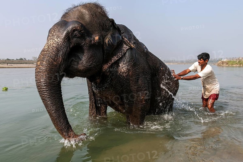 Nepalese mahout bathing his elephant in the East Rapti River at Sauraha