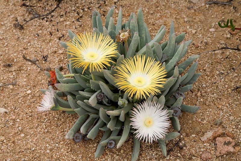 Ice Plants (Cheiridopsis denticulata)