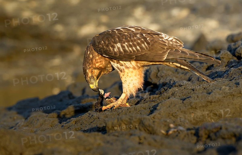 Galapagos hawk (Buteo galapagoensis) feeding on a small marine iguana