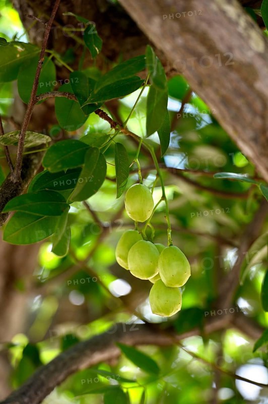 Ripe Umbu fruit (Spondias tuberosa) on the tree