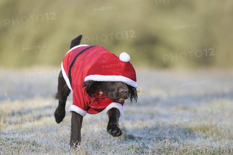 Domestic Dog