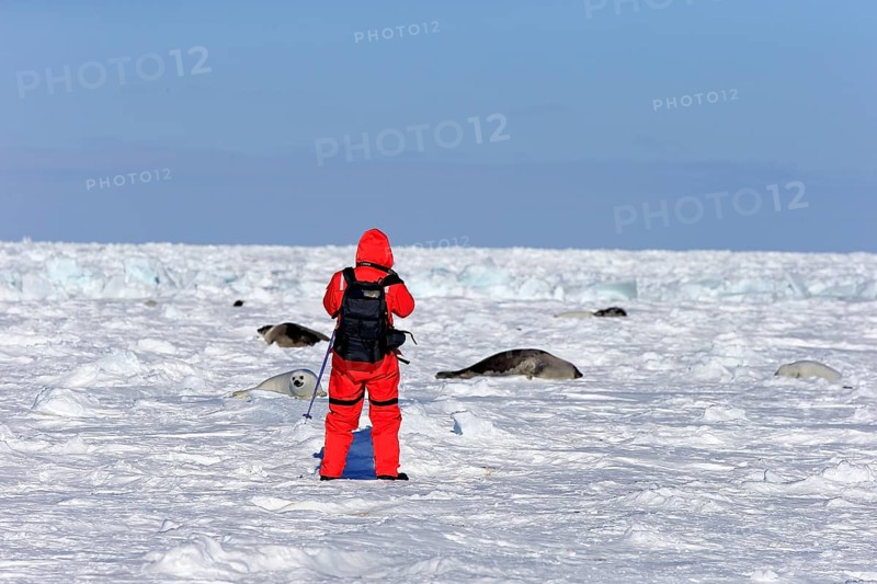 Tourist with Harp Seals or Saddleback Seals (Pagophilus groenlandicus