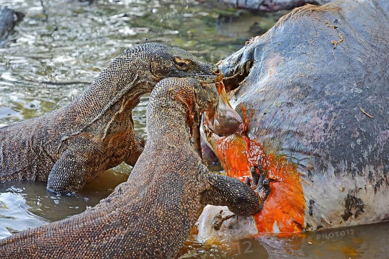 Komodo Dragons (Varanus komodoensis) feeding on the carcass of a wild buffalo that died in the mangrove area