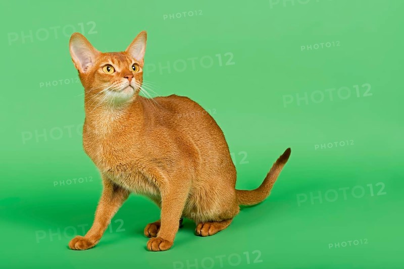 Abyssinian Cat