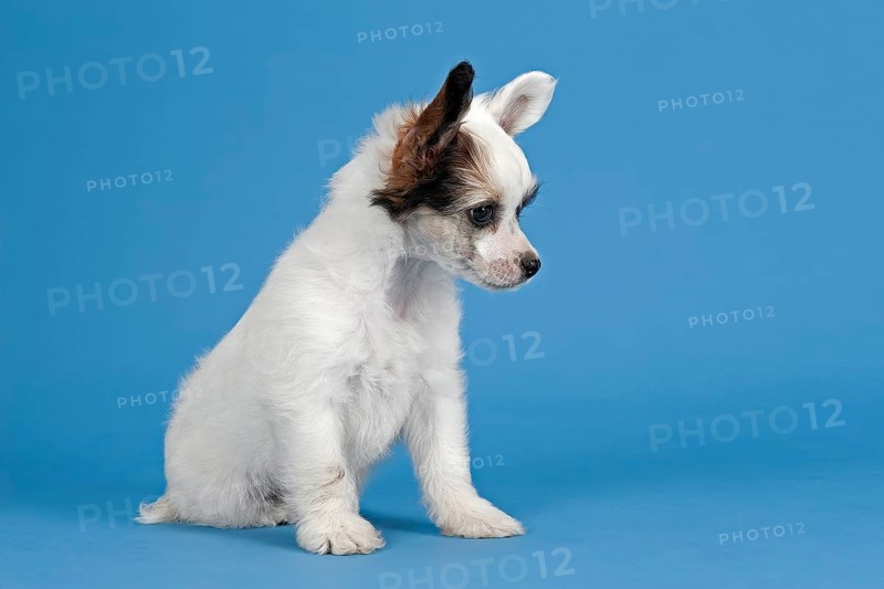 Chinese Crested Dog