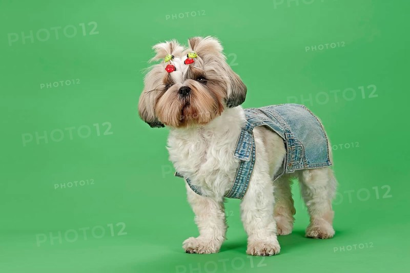 Shih-Tzu dog