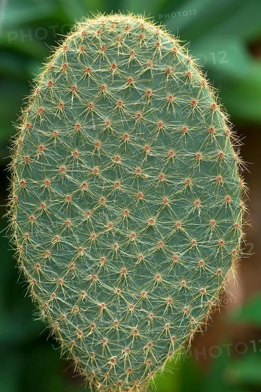 Pad of an Opuntia (Opuntia macrocalyx)