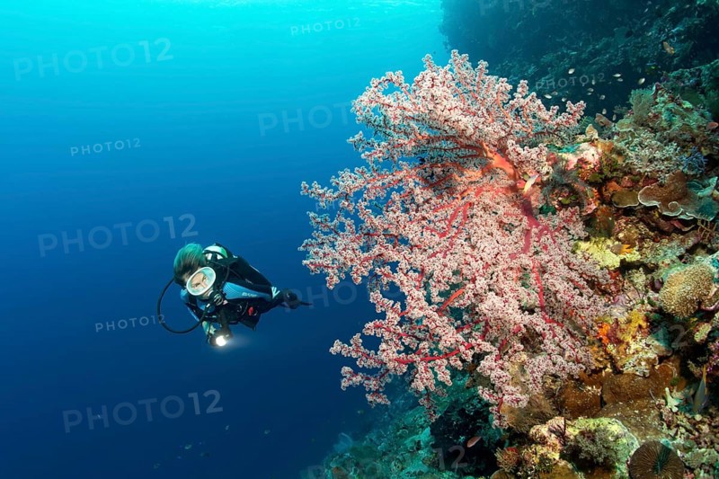 Divers on coral reef cliff looking at Cherry Blossom Coral (Siphonogorgia godeffroyi)