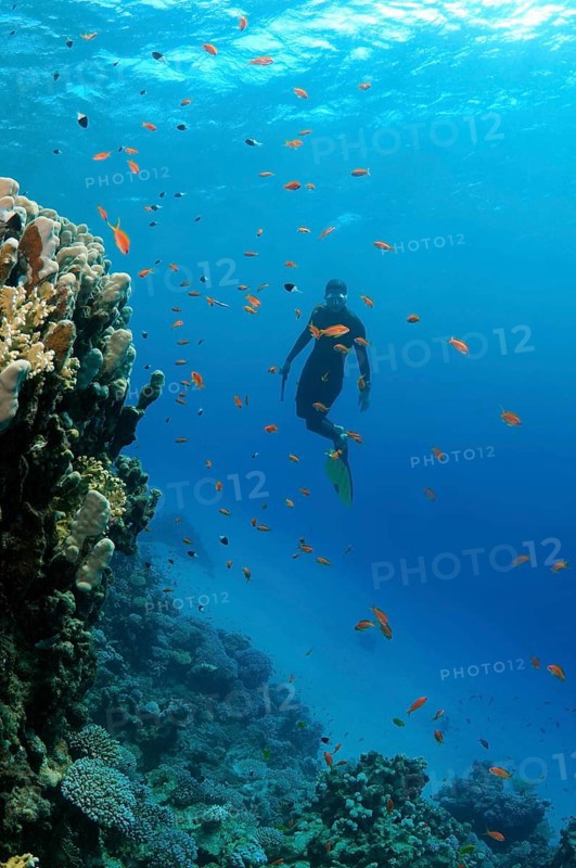 Freediver diving near a coral reef