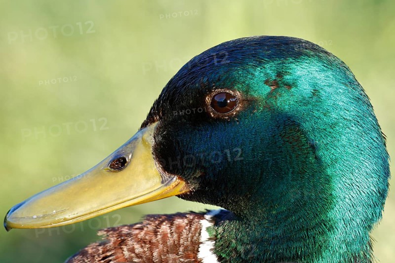 Mallard (Anas platyrhynchos)