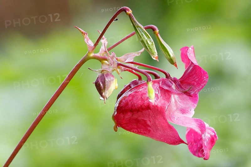 Himalayan Balsam (Impatiens glandulifera)