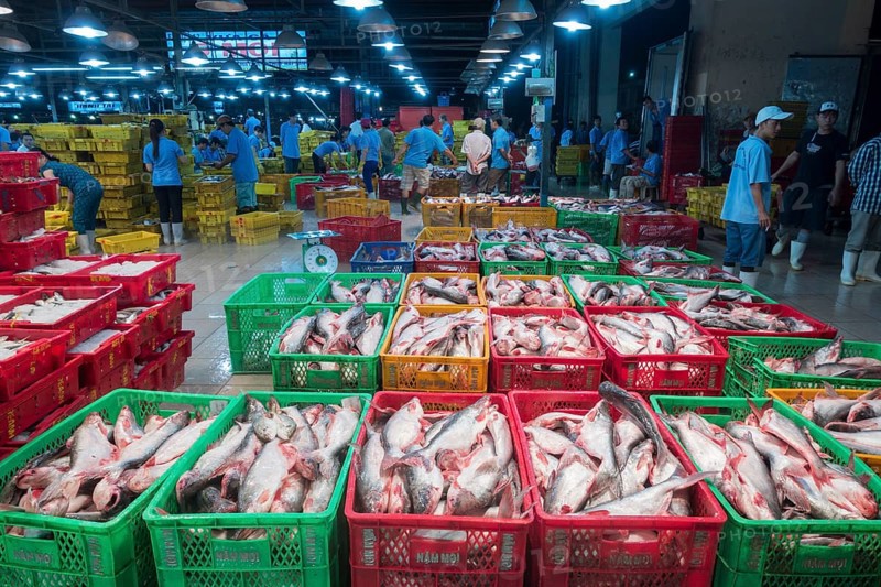 Different varieties of fish in plastic baskets with ice