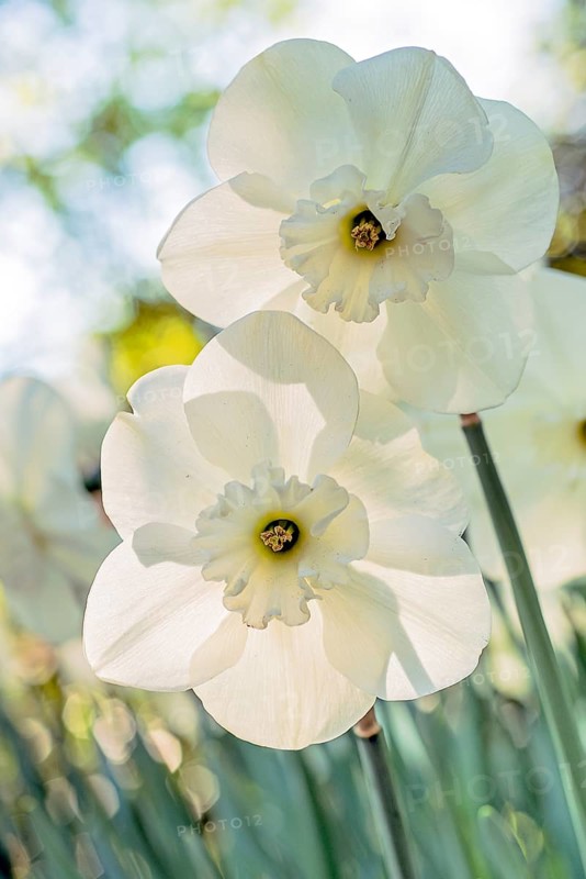 White narcissus