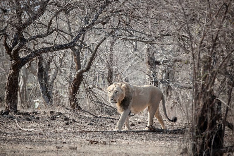 Asiatic lion (Panthera leo persica)