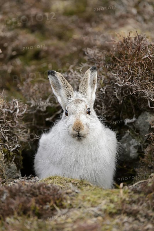 Mountain Hare (Lepus timidus) adult
