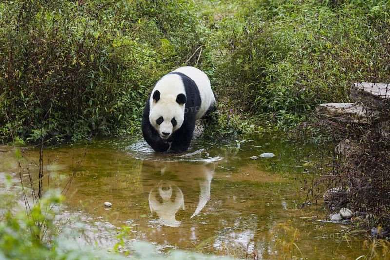 Giant Panda (Ailuropoda melanoleuca) adult