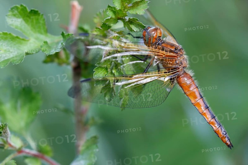 Scarce Chaser (Libellula fulva)