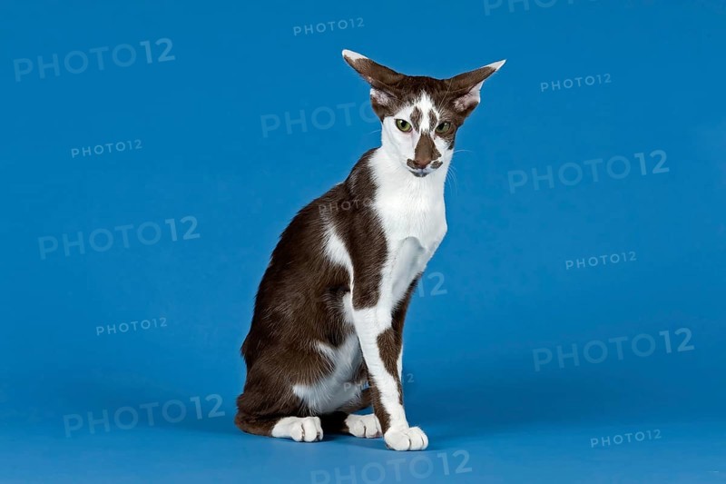 Pedigree cat