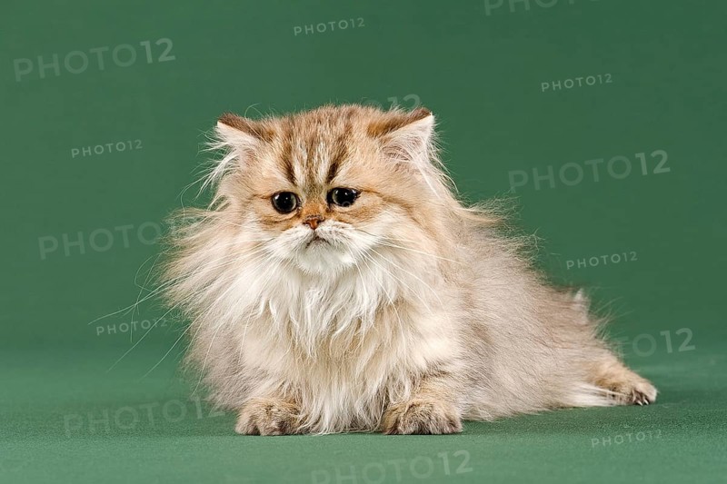 Persian Kitten