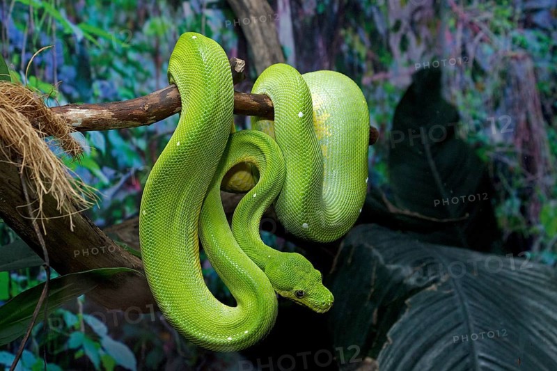 Green Tree Python (Morelia viridis)