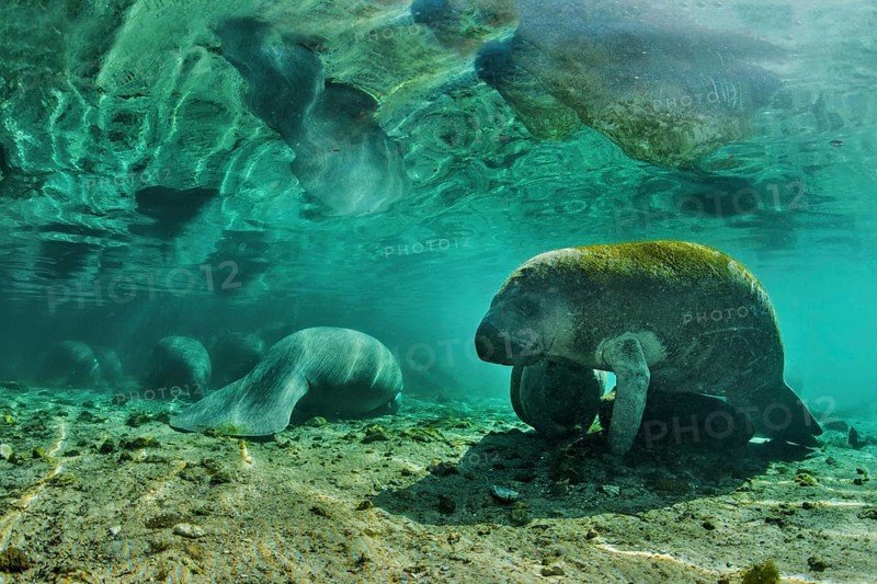 Manatees (Trichechus sp.)