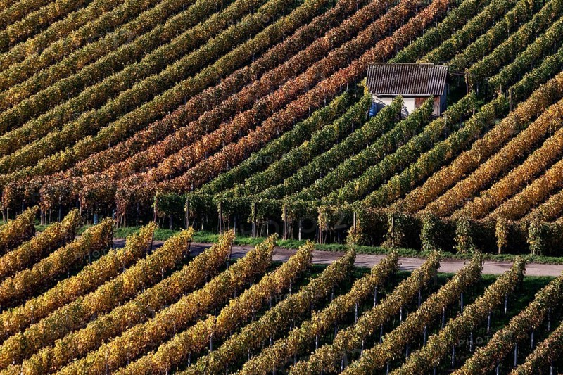 Vineyard in autumn colours