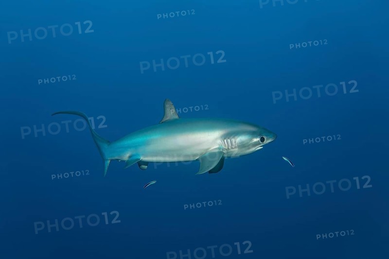 Common thresher (Alopias vulpinus)