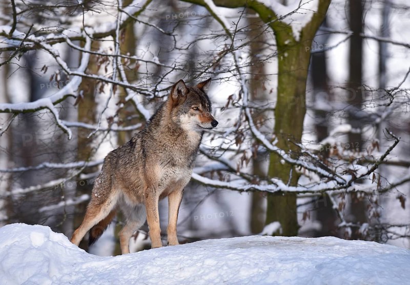 Northwestern wolf (Canis lupus lycaon) in the snow
