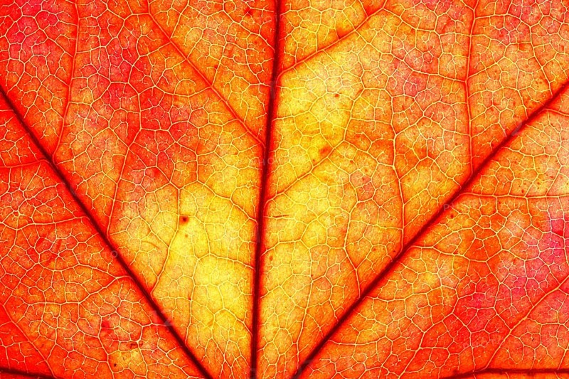 Autumn leaf