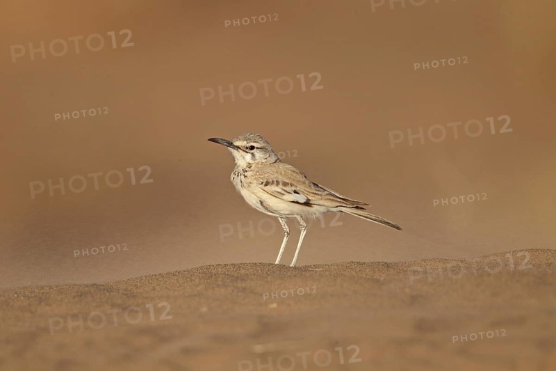 Greater Hoopoe-lark (Alaemon alaudipes) adult