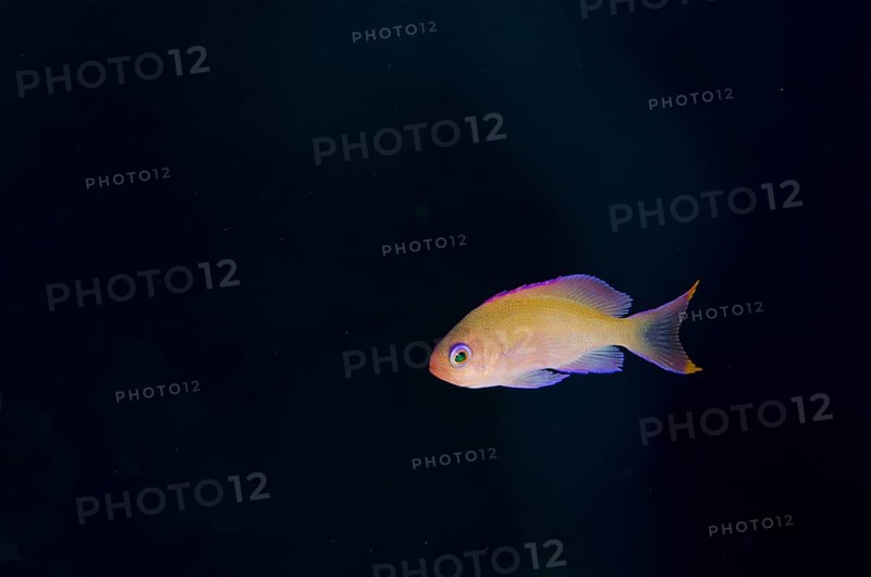 Stocky Anthias (Pseudanthias hypselosoma) female