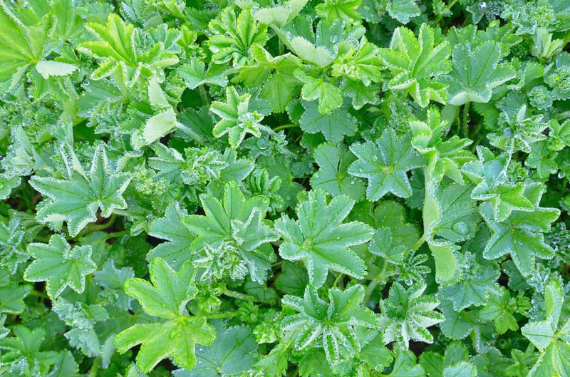 Lady's Mantle (Alchemilla sp.) with dew drops