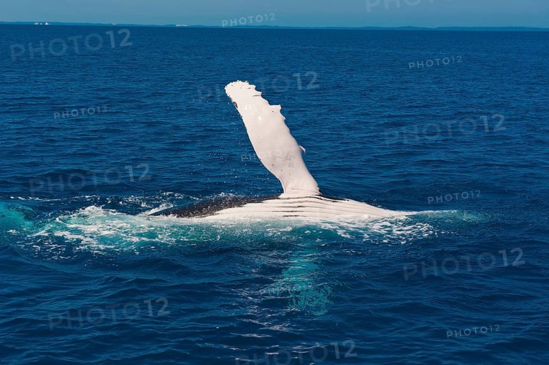 Humpback Whale (Megaptera novaeangliae)