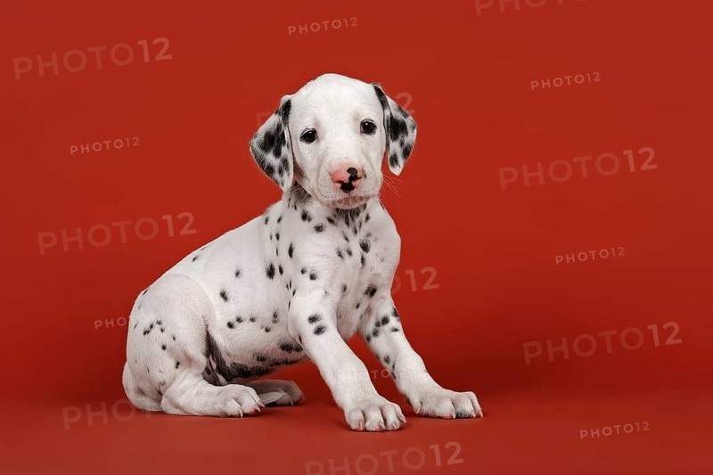 Dalmatian