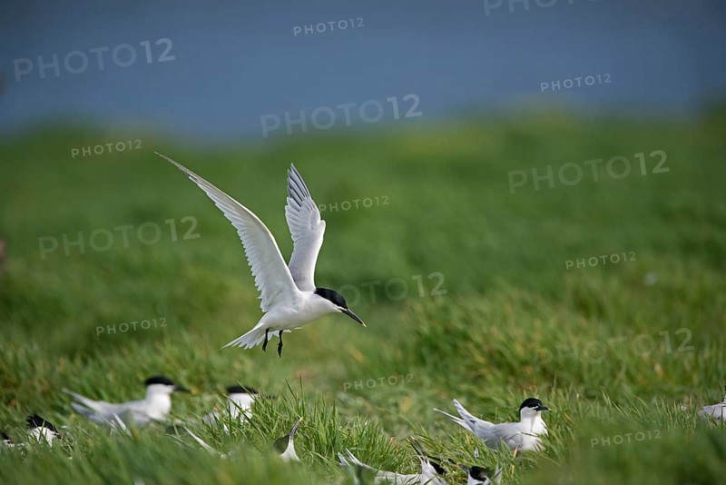 Sandwich Terns (Thalasseus sandvicensis) colony