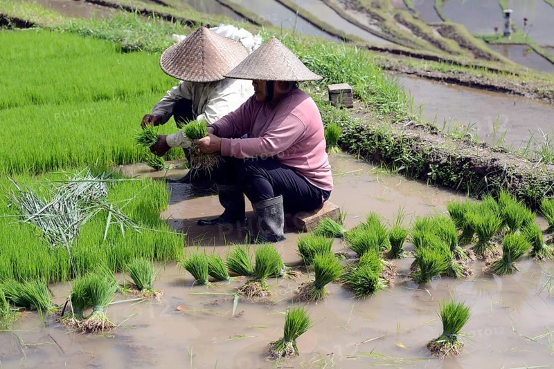 Women sort rice seedlings on the rice terraces of Jatiluwih